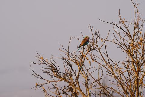 Zanzibar: safari a Saadani e fauna selvatica sull'oceano con voloDa Zanzibar: safari a Saadani in traghetto e ritorno in volo