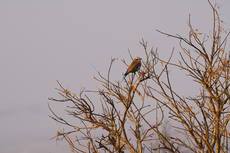 Zanzibar: safari a Saadani e fauna selvatica sull'oceano con voloDa Zanzibar: safari a Saadani in traghetto e ritorno in volo