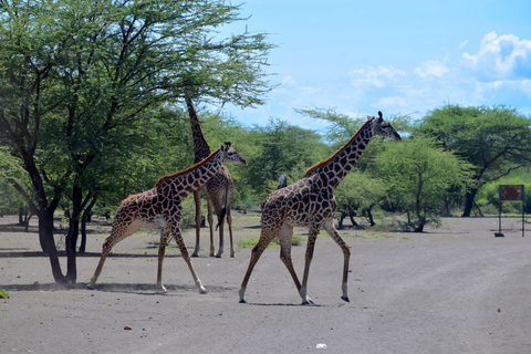 Arusha: Lake Natron Day Trip (Lake Walk &amp; Waterfall Hike)