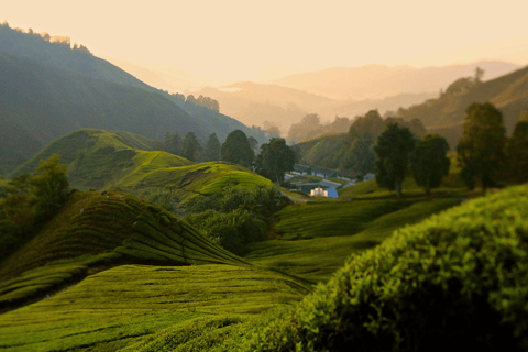 Kuala Lumpur: tour privado por Cameron Highlands y cuevas de BatuKuala Lumpur: Cameron Highlands y Cuevas de Batu Tour privado