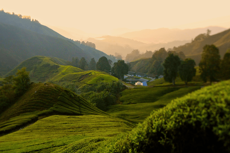 Kuala Lumpur: Tour privato delle Cameron Highlands e delle Batu Caves