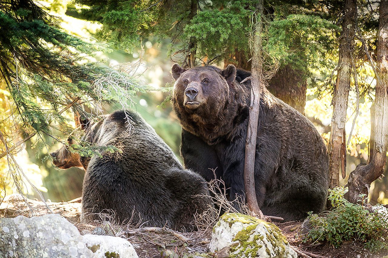 Depuis Vancouver : Pont suspendu de Capilano et Grouse MountainNorth Shore : départ à 11:00