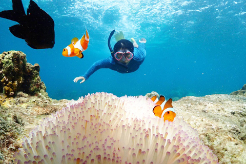 Experiência de dia inteiro de mergulho com snorkel saindo de BangkokDe Bangkok: Passeio de mergulho com snorkel na Baía de Samae Sarn com almoço