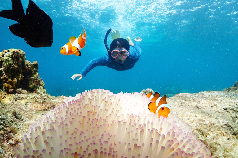 Experiência de dia inteiro de mergulho com snorkel saindo de BangkokDe Bangkok: Passeio de mergulho com snorkel na Baía de Samae Sarn com almoço