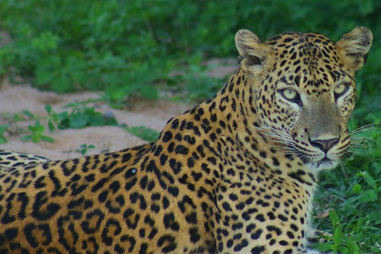 Von Ella aus: Ravana Falls / Diyaluma Falls / Yala National Park