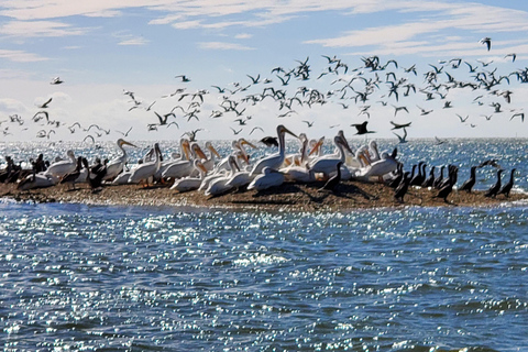 Von Miami aus: Everglades Tour mit 90-minütiger Bootstour