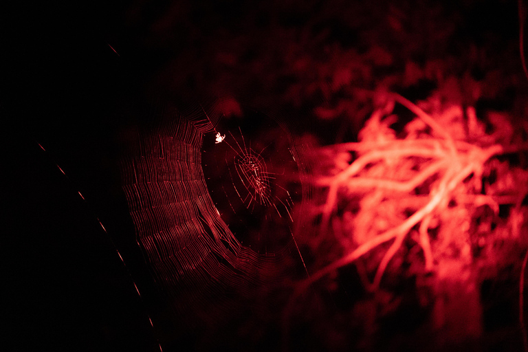 Langkawi : After Dark- Guided Night Rainforest Safari