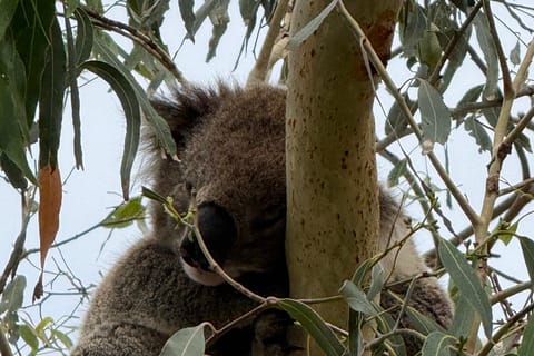 Great Ocean Road Tour Experience - Image 2