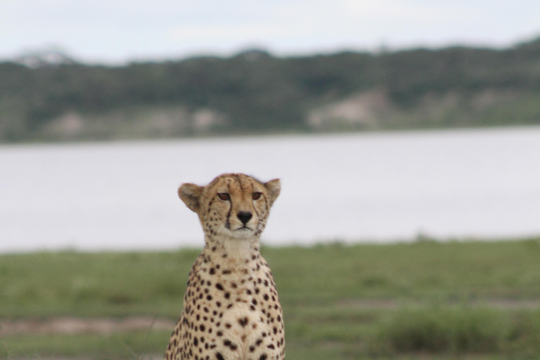 Arusha: 6-Day Safari to Tarangire, Lake Manyara, and …