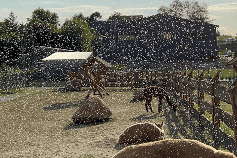 Alpaca Park: choose your alpaca for a walk + feeding