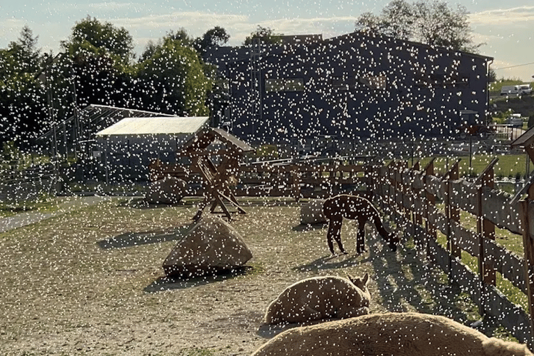 Alpaca Park: choose your alpaca for a walk + feeding