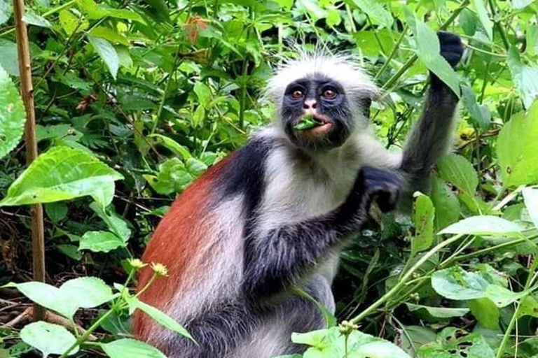 Zanzibar: Red Colobus monkeys & Sea Turtles Swim Guided Tour