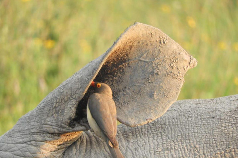 Amboseli National Park: Ganztagestour mit Guide