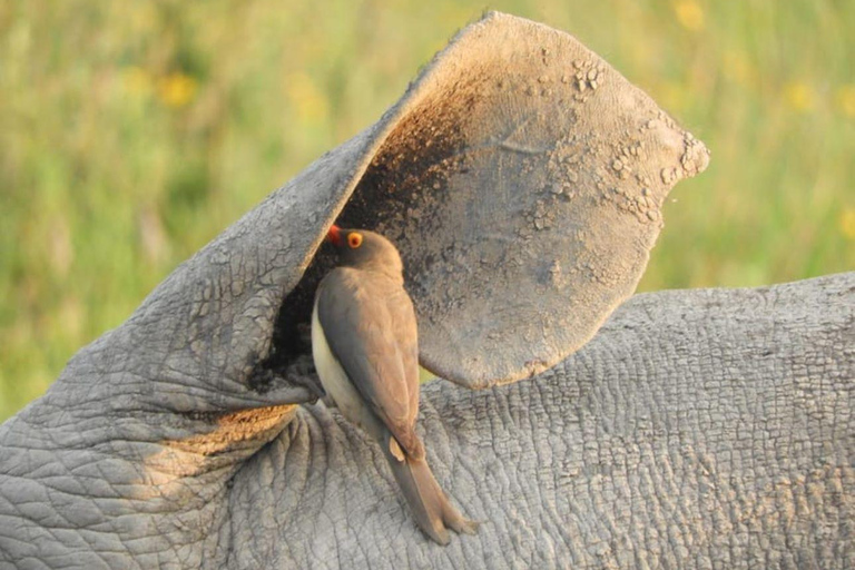 Parque Nacional de Amboseli: Excursão guiada de 1 dia