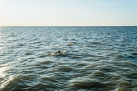 Cape May, Cape May Island Sunset Cruise & Dolphin Watching - Hizvo
