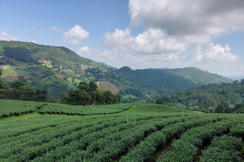 Chiang Rai: Mountains Discovery Doi Mae Salong & Doi Tung Mountains Discovery:Doi Mae Salong & Doi Tung (Private Tour)