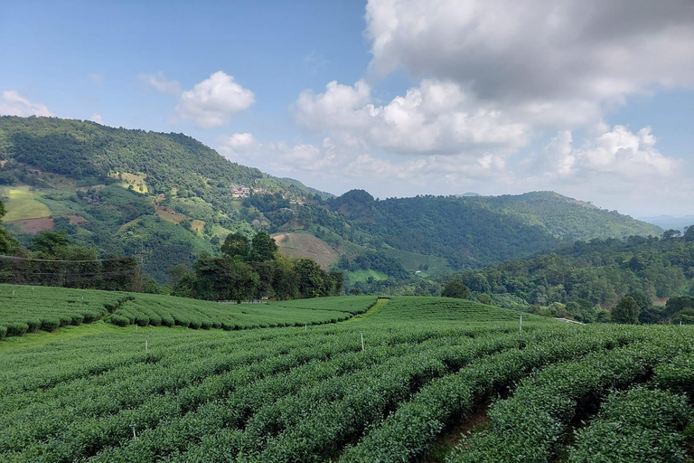 Chiang Rai: Mountains Discovery Doi Mae Salong & Doi Tung Mountains Discovery:Doi Mae Salong & Doi Tung (Private Tour)