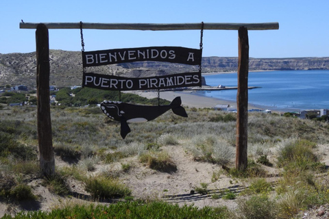 Whales in Peninsula Valdés: Coastal and Boat Whale Watching