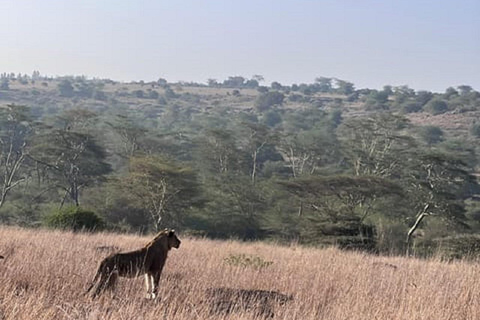 Parco nazionale di Nairobi, orfanotrofio degli elefanti e centro delle giraffeParco Nazionale di Nairobi, DSWT e Centro delle Giraffe senza ingresso