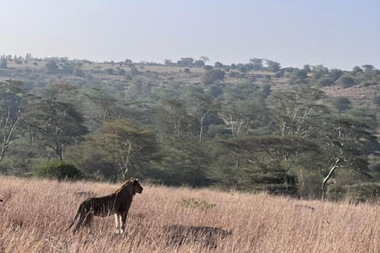 Parco nazionale di Nairobi, orfanotrofio degli elefanti e centro delle giraffeParco Nazionale di Nairobi, DSWT e Centro delle Giraffe senza ingresso