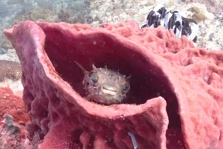 Gili Trawangan: Beginner Scuba Diving Experience W/Pick Up