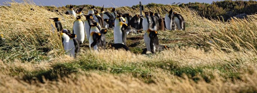 Punta Arenas: Dia inteiro na Terra do Fogo e Parque Pinguim-Rei