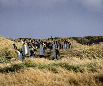 Punta Arenas: Full Day Tierra del Fuego & King Penguins