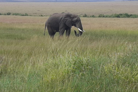 Kenia: 3 Daagse privé safari naar Masai MaraE