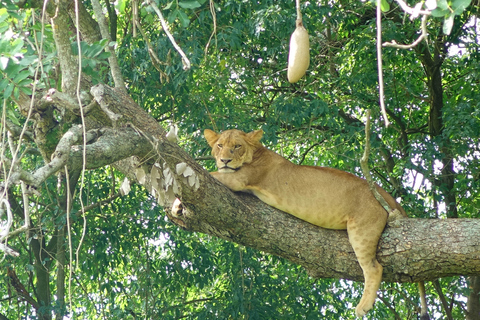 Uganda: 4 Tage Queen Elizabeth National Park erleben