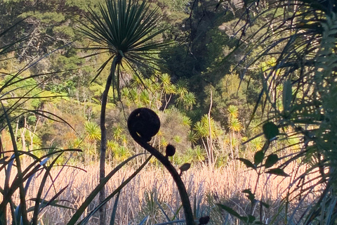 Auckland: Urban Rainforest Half-Day Small Group Walking Tour