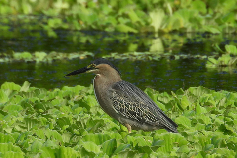 Cartagena: Private Vogelbeobachtungstour im Canal del dique