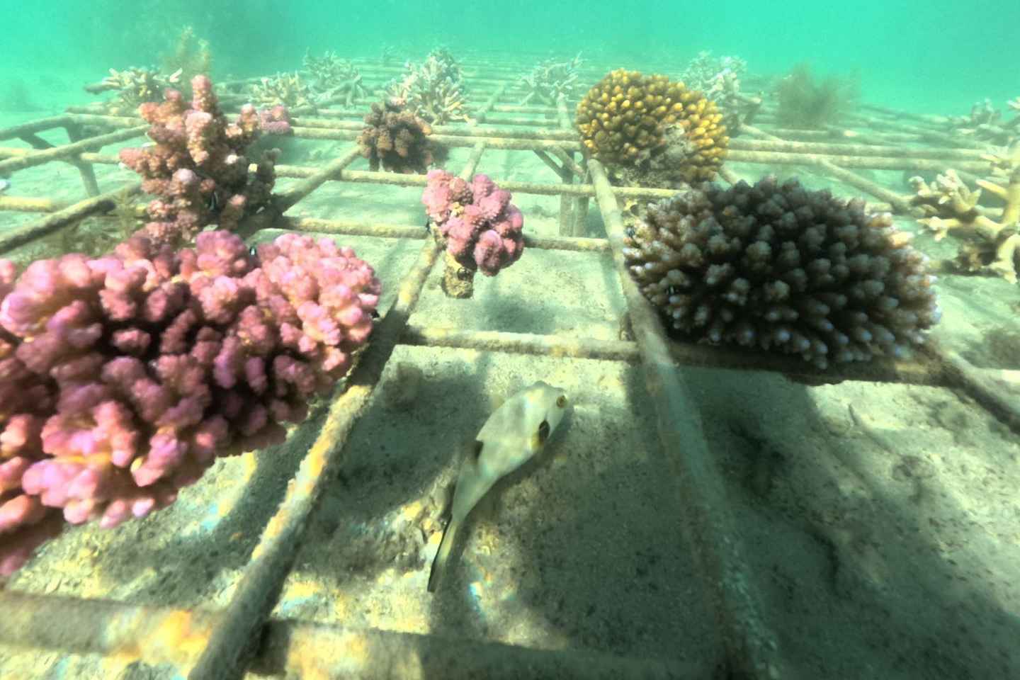 Mauritius: The Coral Odyssey - Mauritius: The Coral Odyssey