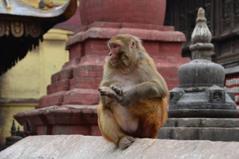 From Delhi: Monkey Temple and Jaipur City Tour By CarTour Excluding Entry Tickets