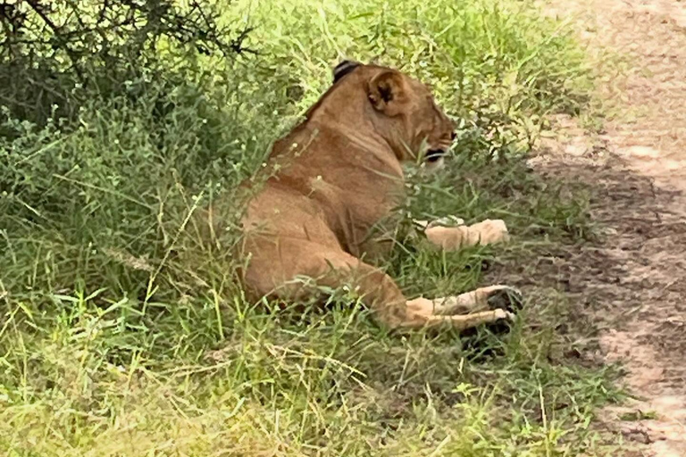 SAFARI WILDLIFE FROM ZANZIBAR TO MIKUMI 3 DAYS 2 NIGTHS