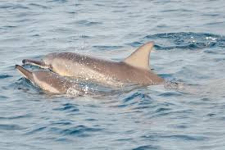 Tropical Tide: Mnemba Snorkel & Dolphin Tour