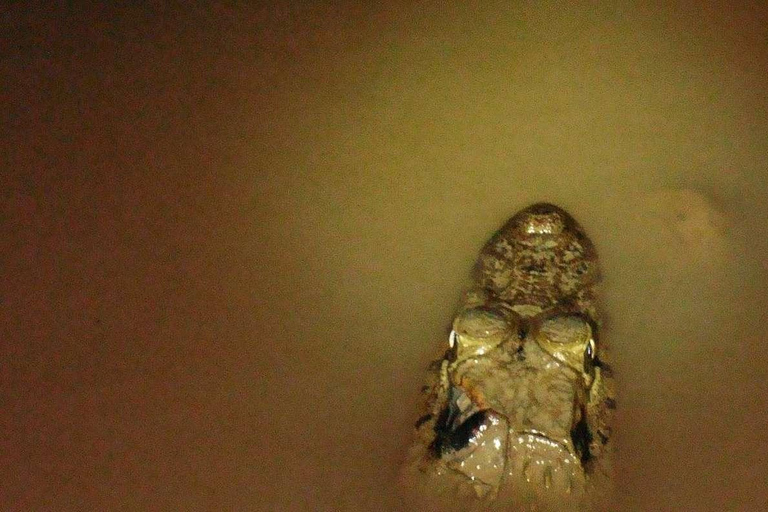 From Madre de Dios ||Night trekking in the Amazon jungle