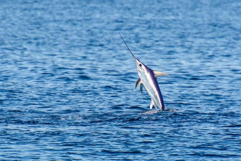 Kotor: Fishing Experience with 100% guaranteed catch