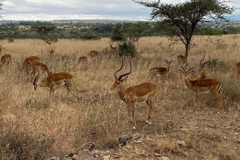 Nairobi National Park: Early Morning or afternoon adventure Early morning game drive in a Landcruiser JEEP