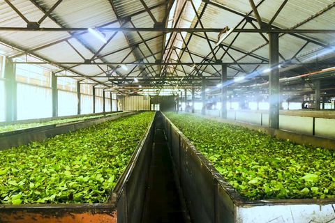 Kandy: Tea Factory Tour with Tasting and Plantation Walk