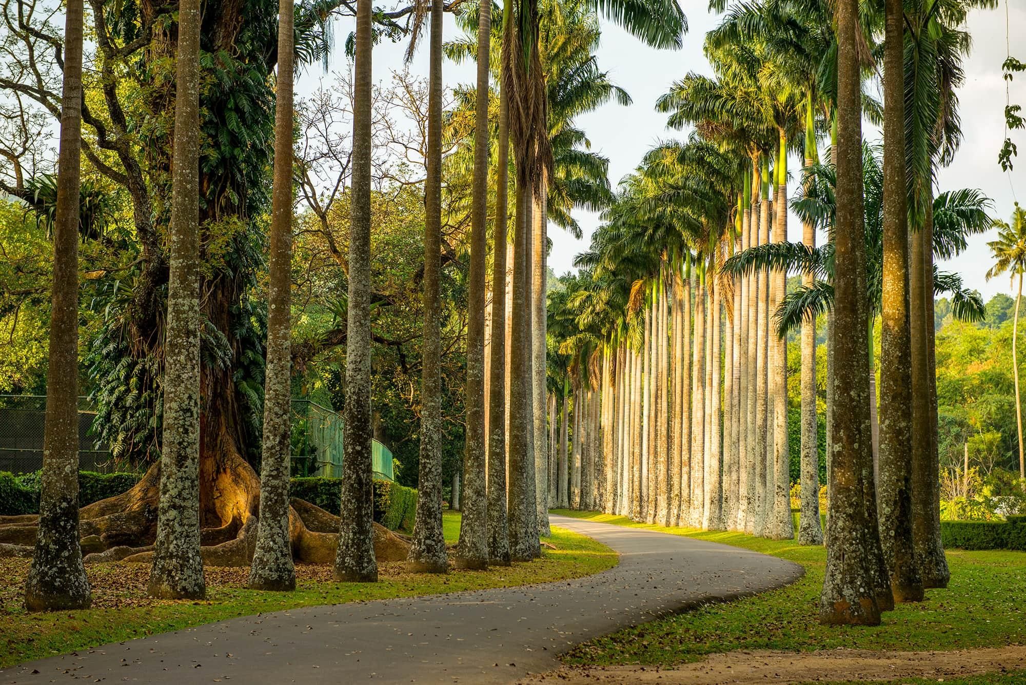 Transfer von Kandy nach Ella mit Seen, Wasserfällen & Botanischem Garten