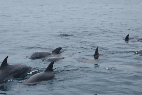 Diani: Wasini Insel, Schnorcheln &amp; Shimoni Sklavenhöhlen Tour
