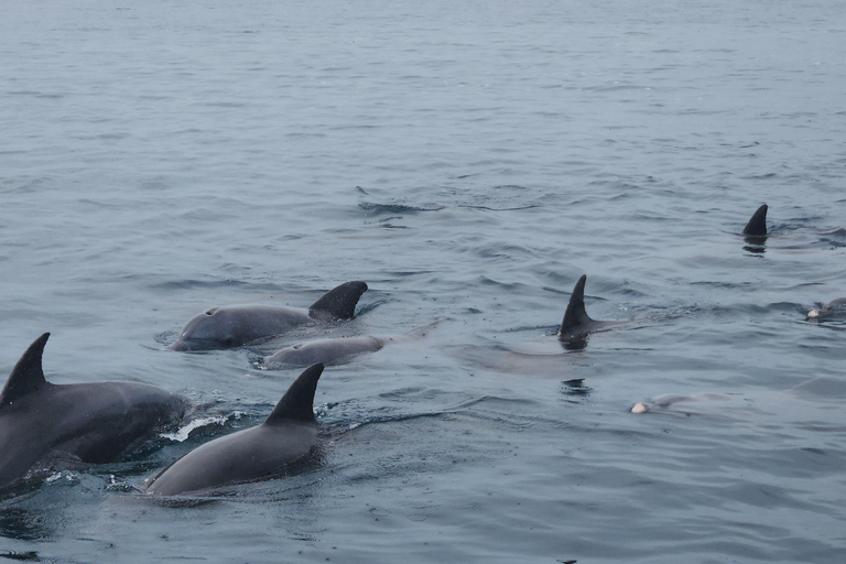 Diani: Wasini Insel, Schnorcheln &amp; Shimoni Sklavenhöhlen Tour