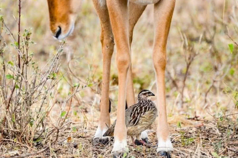 3 Days, 2 nights safari to Samburu National Reserve 3 Days private safari in a 4x4 Landcruiser jeep