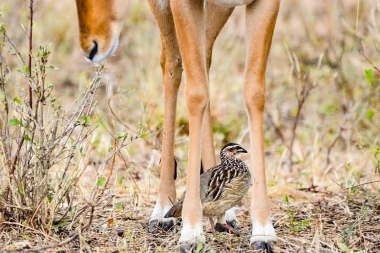 3 Days, 2 nights safari to Samburu National Reserve 3 Days private safari in a 4x4 Landcruiser jeep