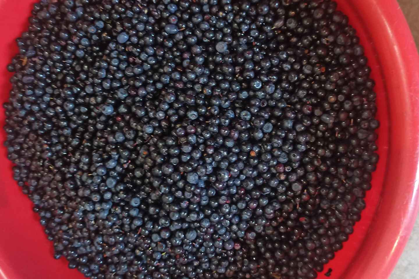 Rovaniemi: Berry Picking Tour with Traditional Laavu