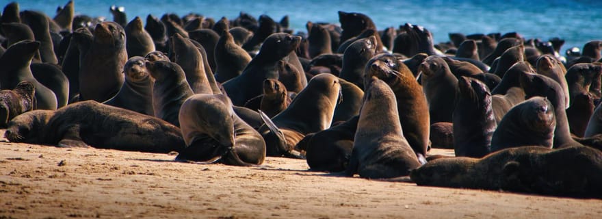 Rencontrez les phoques de la péninsule de Pelican Point