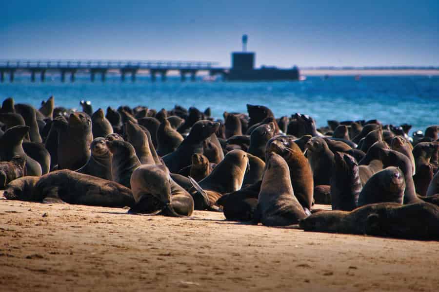 Triff die Robben auf der Pelican Point Halbinsel. Foto: GetYourGuide Triff die Robben auf der Pelican Point Halbinsel. Foto: GetYourGuide