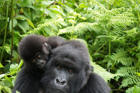 1-DAAGSE GORILLATREKTOCHT IN RWANDA