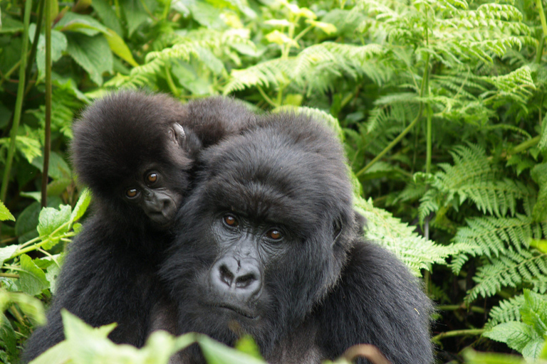 1-DAAGSE GORILLATREKTOCHT IN RWANDA