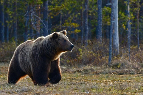Banff: Twilight Wildlife-Alpine Lakes: Private Sunset Safari Group of 1-2 persons